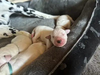 Dalmatinski pas - Arina