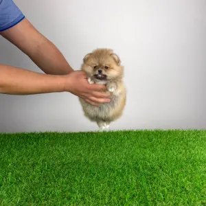 Pomeranian - Poppy