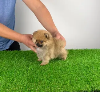 Szpic miniaturowy - Wina