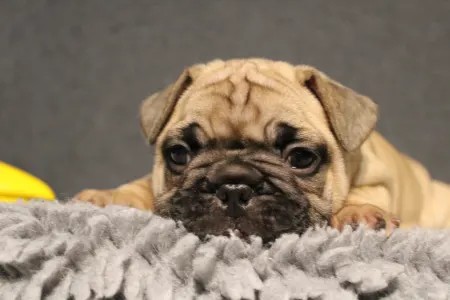 Buldog francuski - Elmo