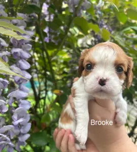 Cavalier King Charles Spaniel - Brooke