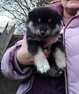 Shiba - Scamp Crowd D