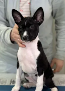 Basenji - Black&white Girl Name- Oyana Lucky Alien 