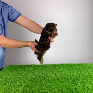 Yorkshire Terrier - Lily