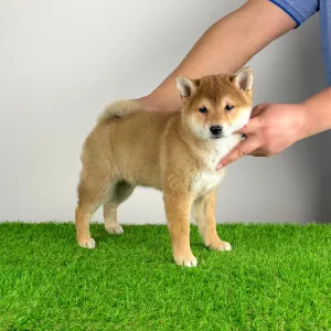 Shiba Inu - Lizzy