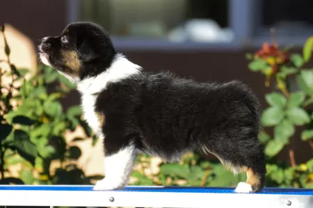 Ausztrál juhászkutya - Winstead Next Generation 