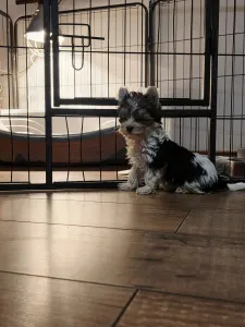 Yorkshire Terrier - Full Of Heart Jamila