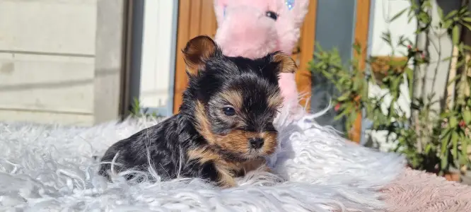 Бивер-йоркширский терьер - Wuki