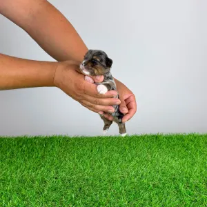 Yorkshire Terrier - Barry