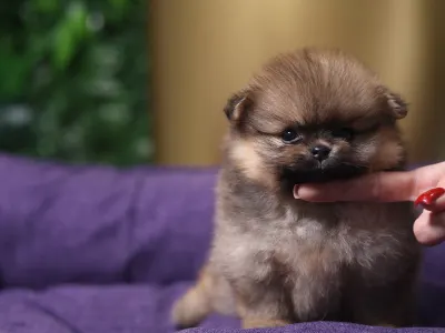 German Pomeranian Spitz - Mona๐ฉท