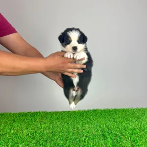 Australian Shepherd - Veron