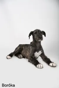 Irischer Wolfshund - Boróka