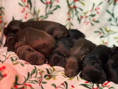 Chien d'eau portugais - Rodrigo