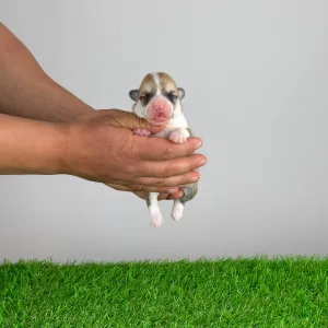 Welsh Corgi Pembroke - Zoppo
