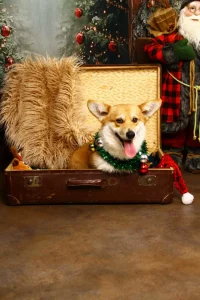 Вельш-корги пемброк - Gingers Heritage Lord Aeron