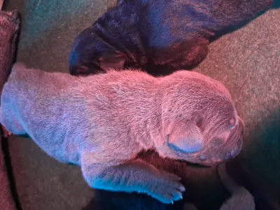 Cane Corso - Billie Ben