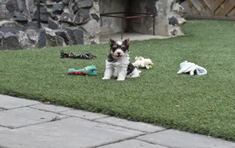 Biewer Terrier - Odin 