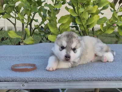 Sibiřský husky - Brown Boy