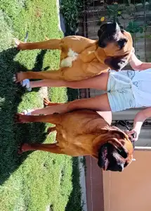Kai - Tamatsu Amerci Daride Kennel