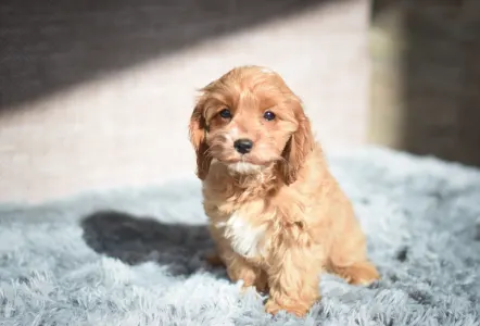 Cavapoo - Remi