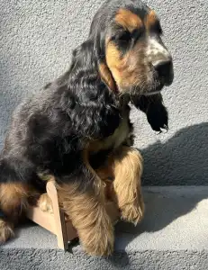 English Cocker Spaniel - Kephallénia Oceanus Memphisz