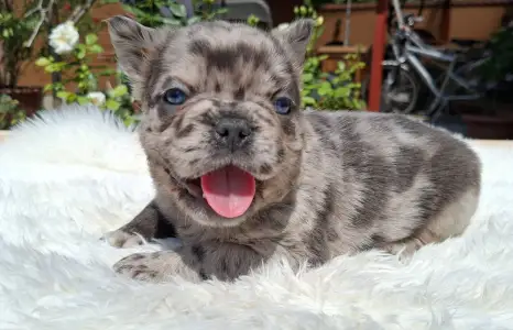 French Bulldog - Grace