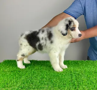 Australian Shepherd - Sillie