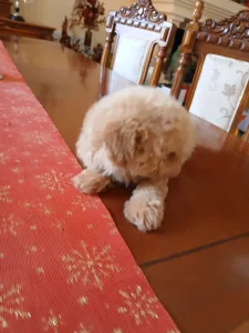 Maltipoo - Maltipoo M