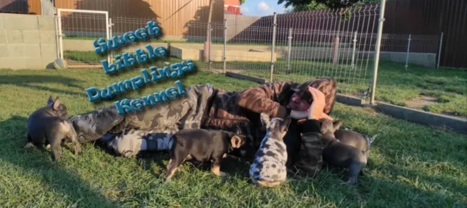 Französische Bulldogge - Sweet Little Dumplings Kennel