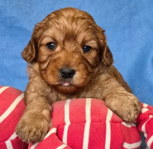 Cavapoo - Chester