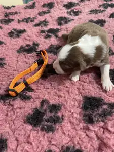 Border Collie - Narancs Nyakörv /barna Kan