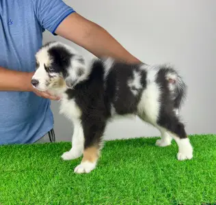 Australian Shepherd - Shaky