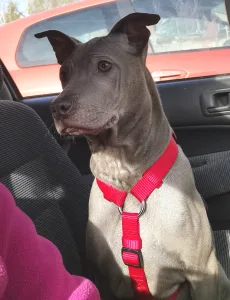 Thai Ridgeback - Bloom Wild-romance Of Chiang Exotic Wolfs