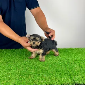 Yorkshire terrier - Emios