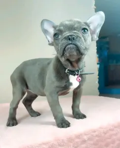 French Bulldog - Daisy 