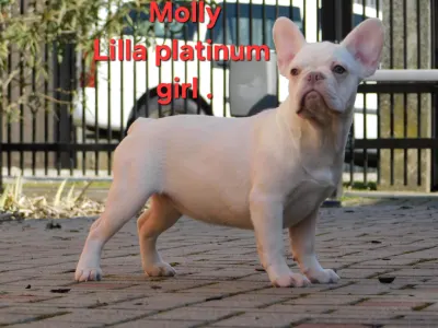 Francia bulldog - Molly
