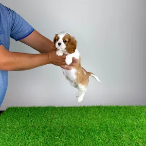 Cavalier King Charles Spaniel - Norbo