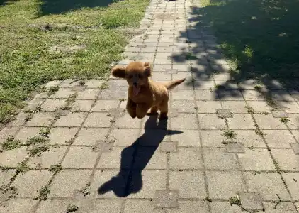 Trpasličí pudl - Goofy