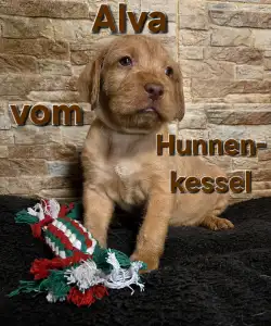 Hungarian Wire-haired Vizsla - Alva Vom Hunnenkessel