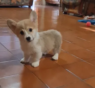 Welsh Corgi Pembroke - Dorina