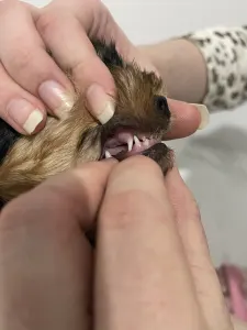 Yorkshire Terrier - Cindy