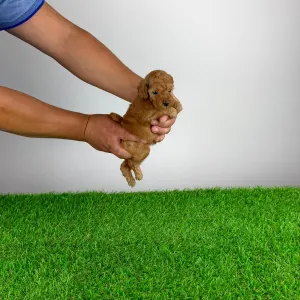Poodle Toy - Smile