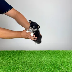 Chihuahua - Nici