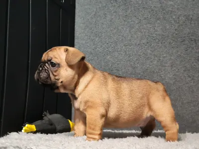 Buldog francuski - E. T.