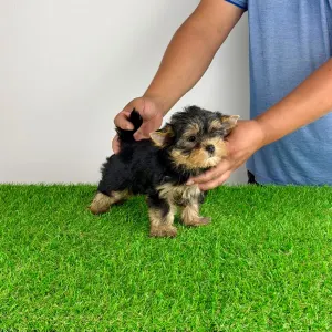 Yorkshire Terrier - Amina