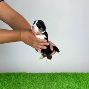 Welsh corgi pembroke - Enocy