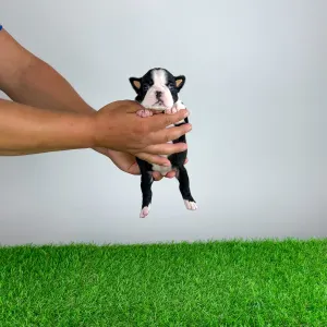 Boston Terrier - Kismet