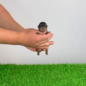 Yorkshire Terrier - Wickie