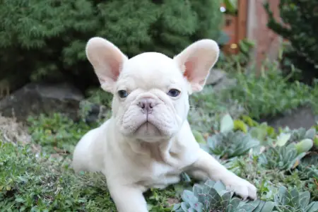 Französische Bulldogge - Aslan