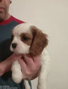 Cavalier King Charles Spaniel - Pocak